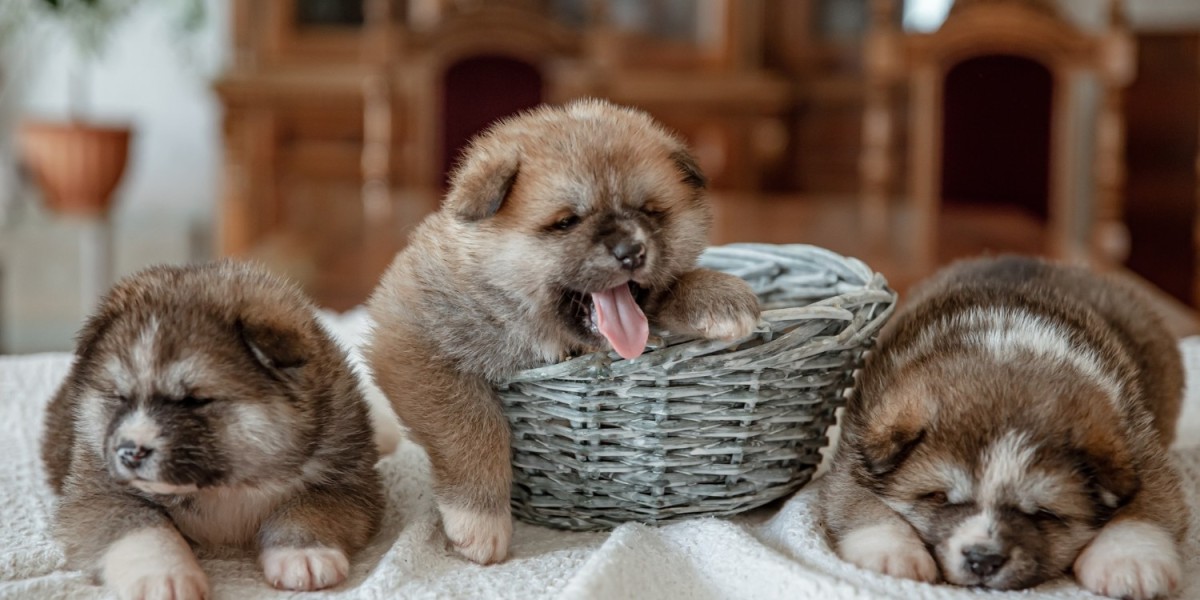 How a Maltipoo Brings Comfort, Energy, and Happiness to Everyday Life