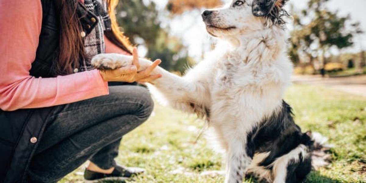 Fulfilling Core Canine Needs: A Holistic Path to Better Behavior