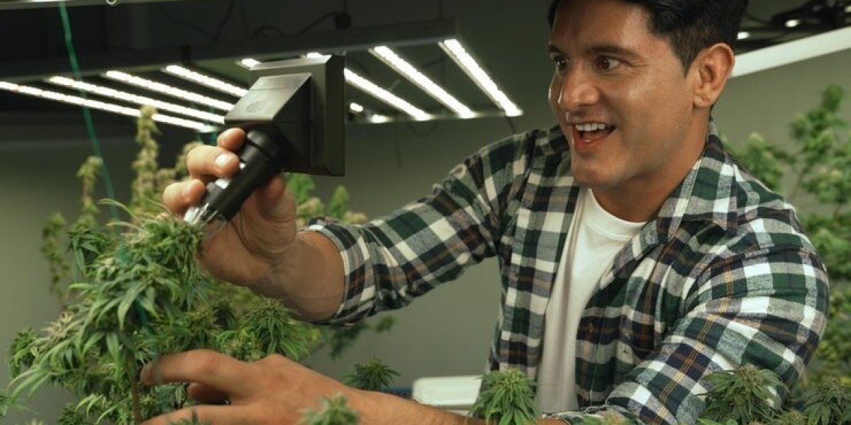 King of Budz: Understanding Why Loyal Cannabis Buyers Keep Coming Back